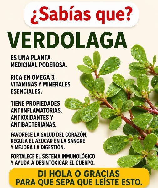 Verdolaga fresca