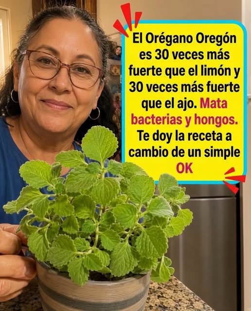 Orégano Orégon