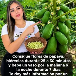 Infusión de Flor de Papaya