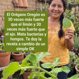 Té de Orégano