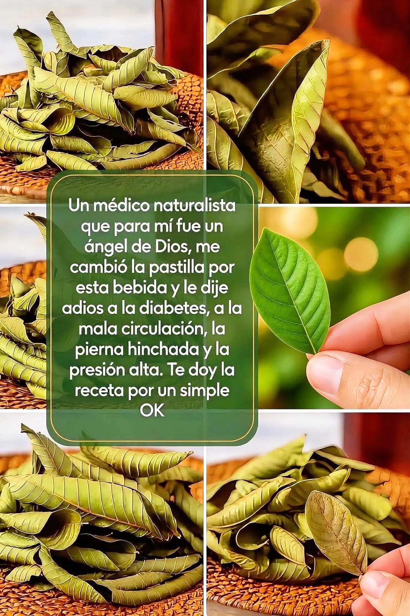 Hojas de Guayaba