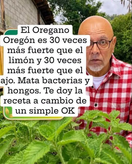 Planta de orégano