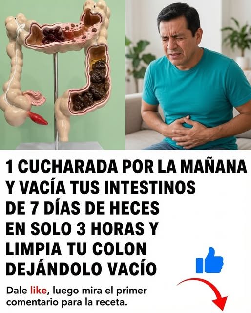 Modelo de intestino grueso