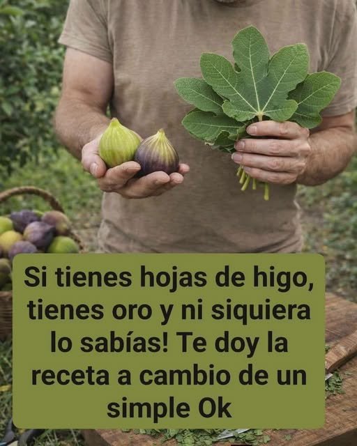 Persona sosteniendo hojas de higo
