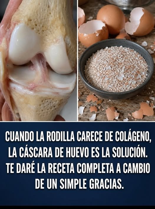 Cáscaras de huevo rotas y molidas