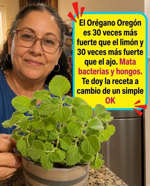 Orégano Orejón