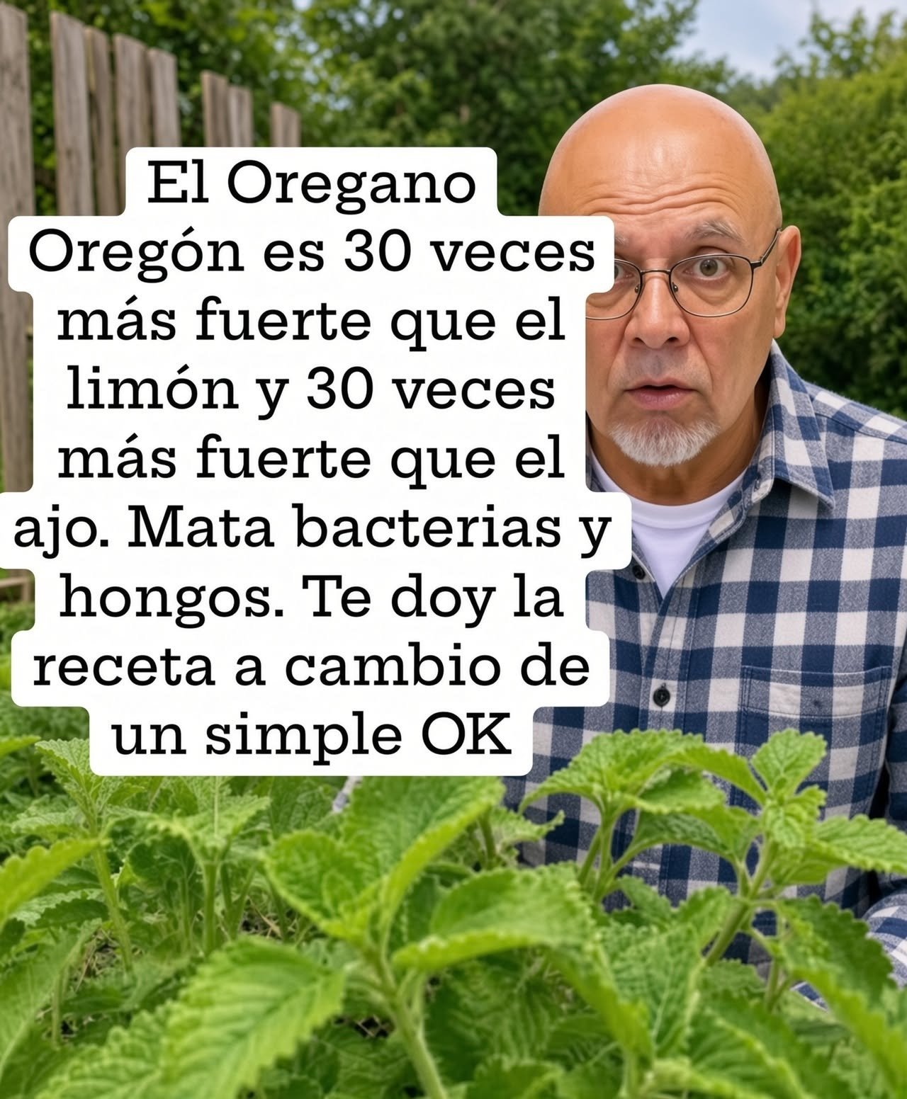 Orégano Oregón en un jardín