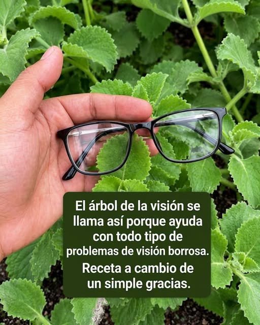 El árbol de la visión