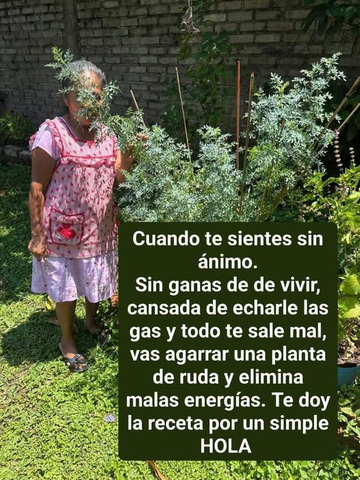 Planta de Ruda en Jardín