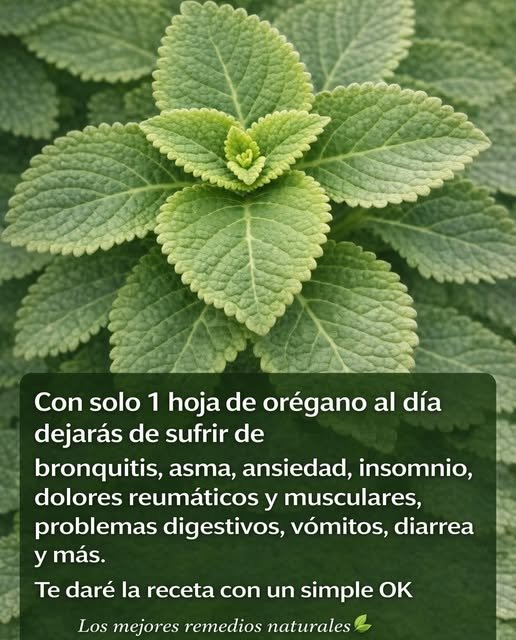 Hojas frescas de orégano