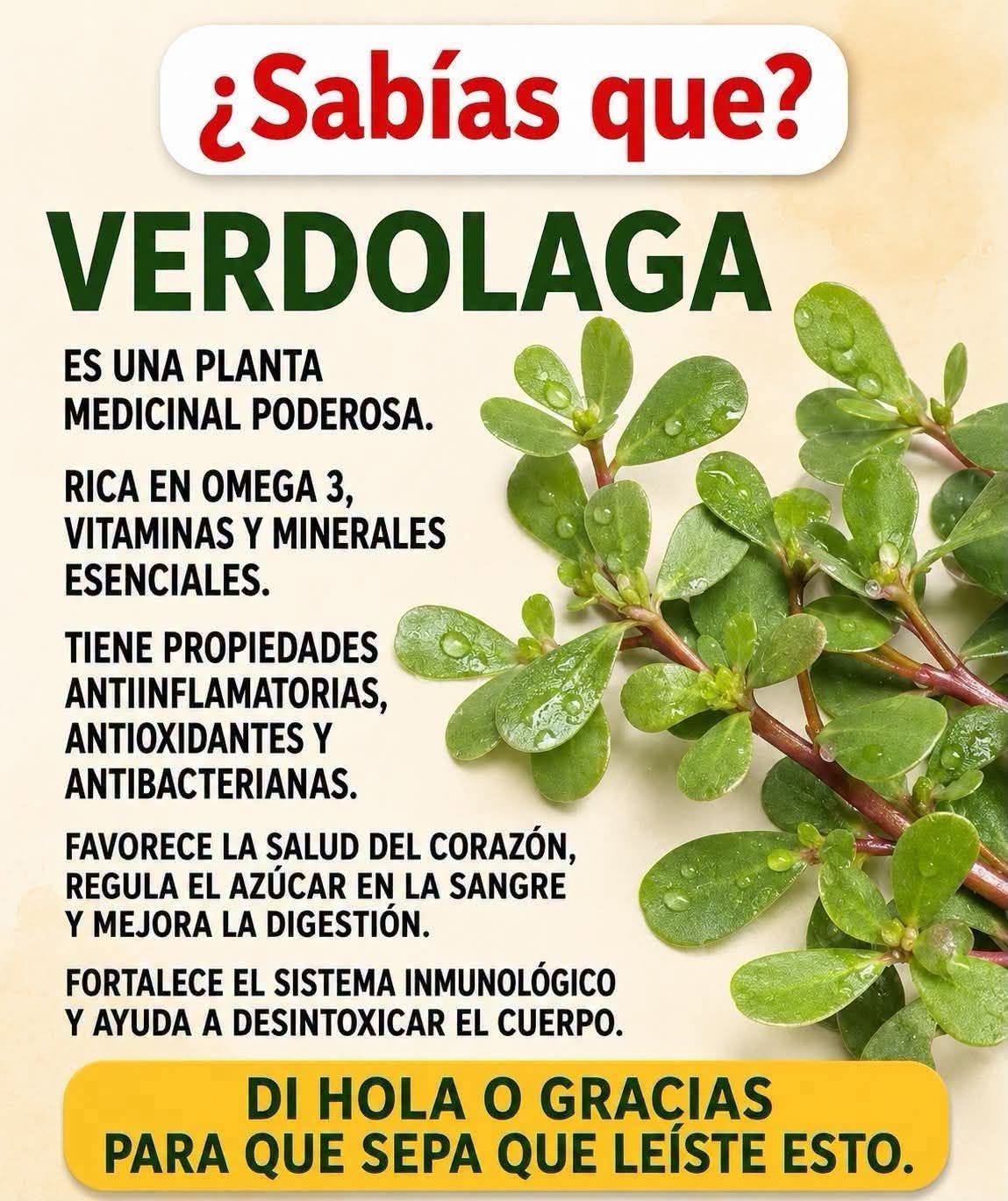 Verdolaga