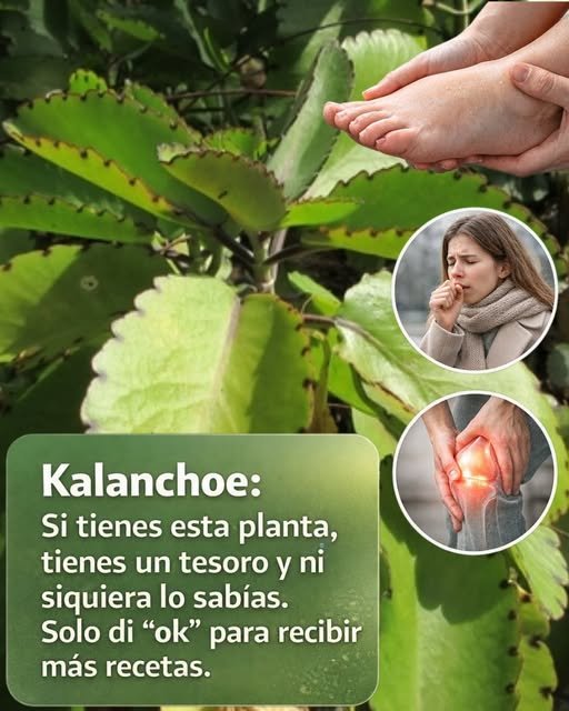 Kalanchoe planta suculenta