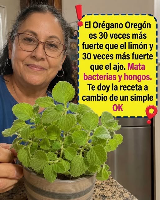 Orégano de Oregón en una maceta