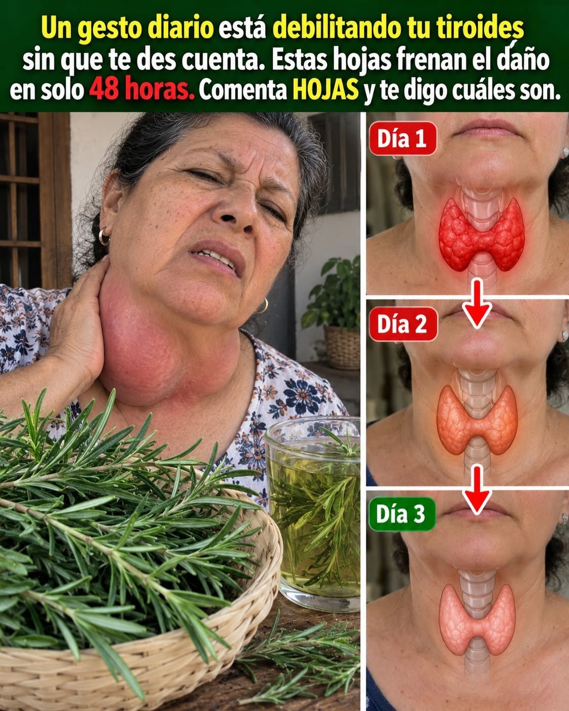 Hojas de romero y su uso para la tiroides