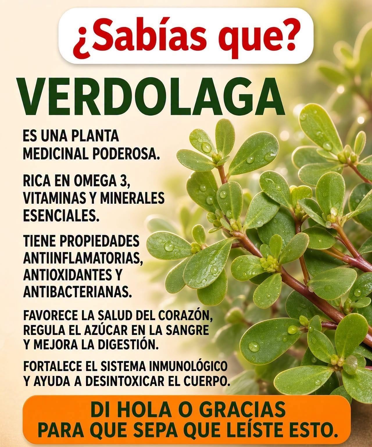 Verdolaga