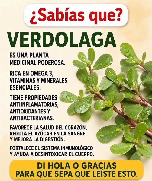 Verdolaga