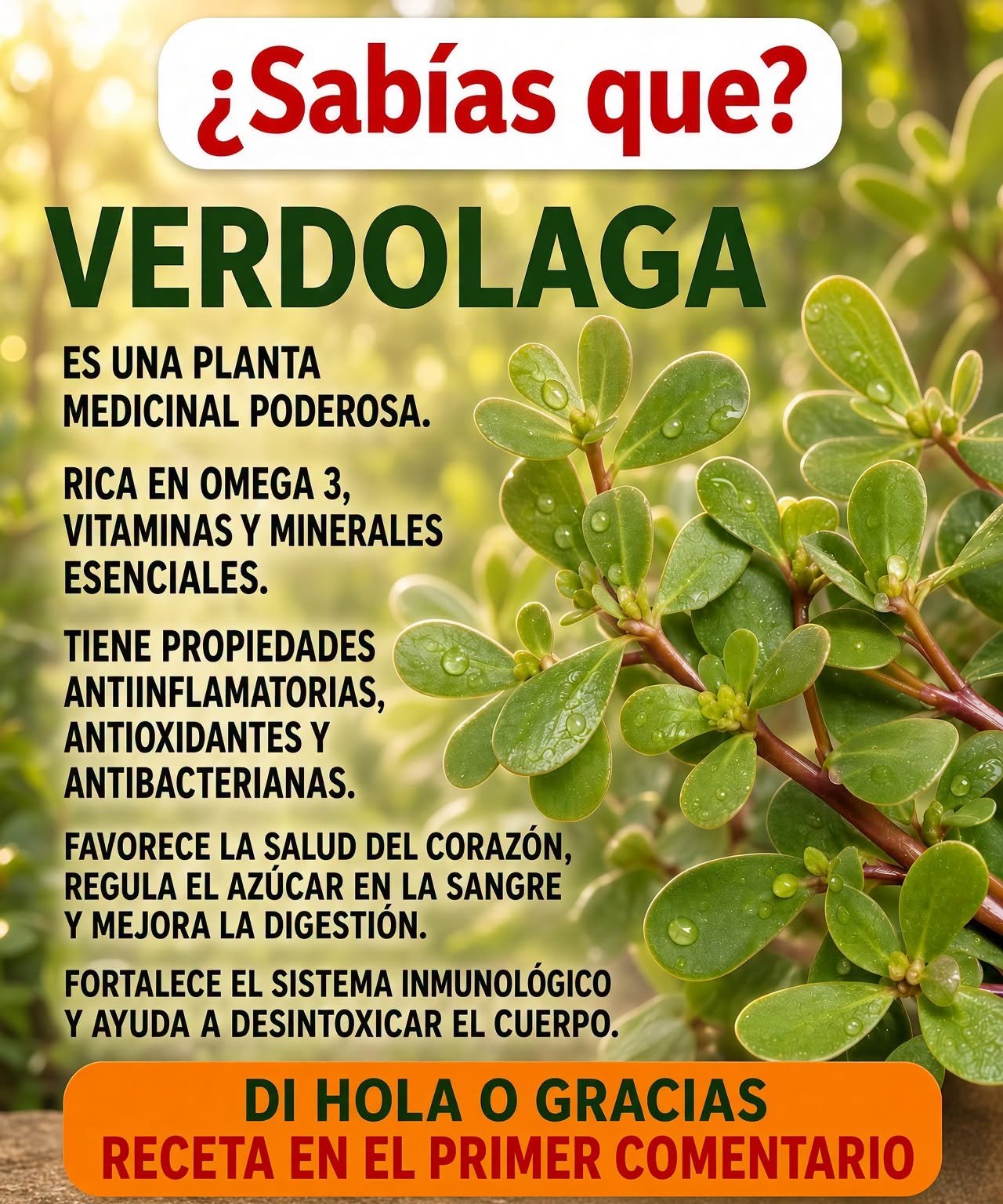 Hoja de Verdolaga