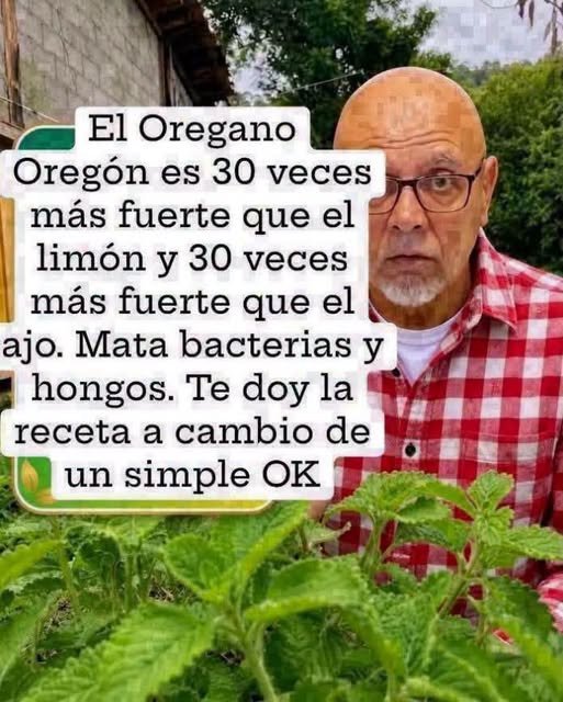 Orégano Oregón