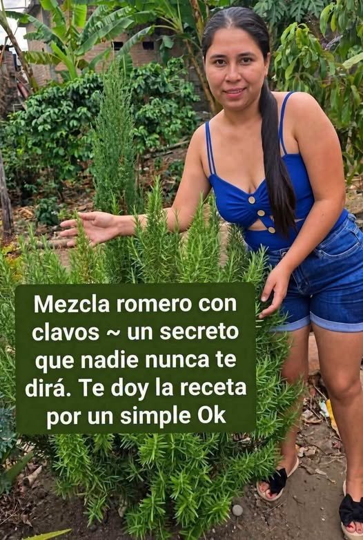Planta de Romero en Jardín