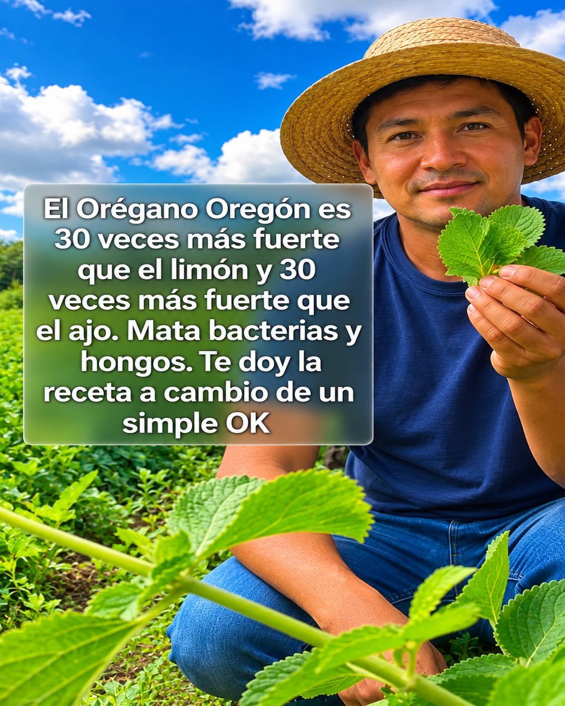 Té de Orégano