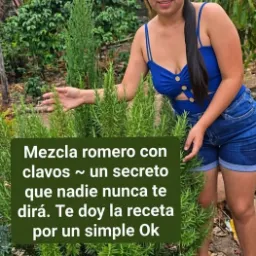 Té de Romero