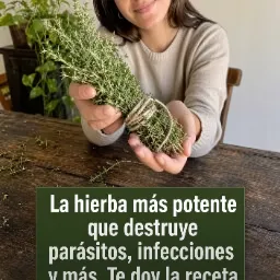 Planta de orégano fresco