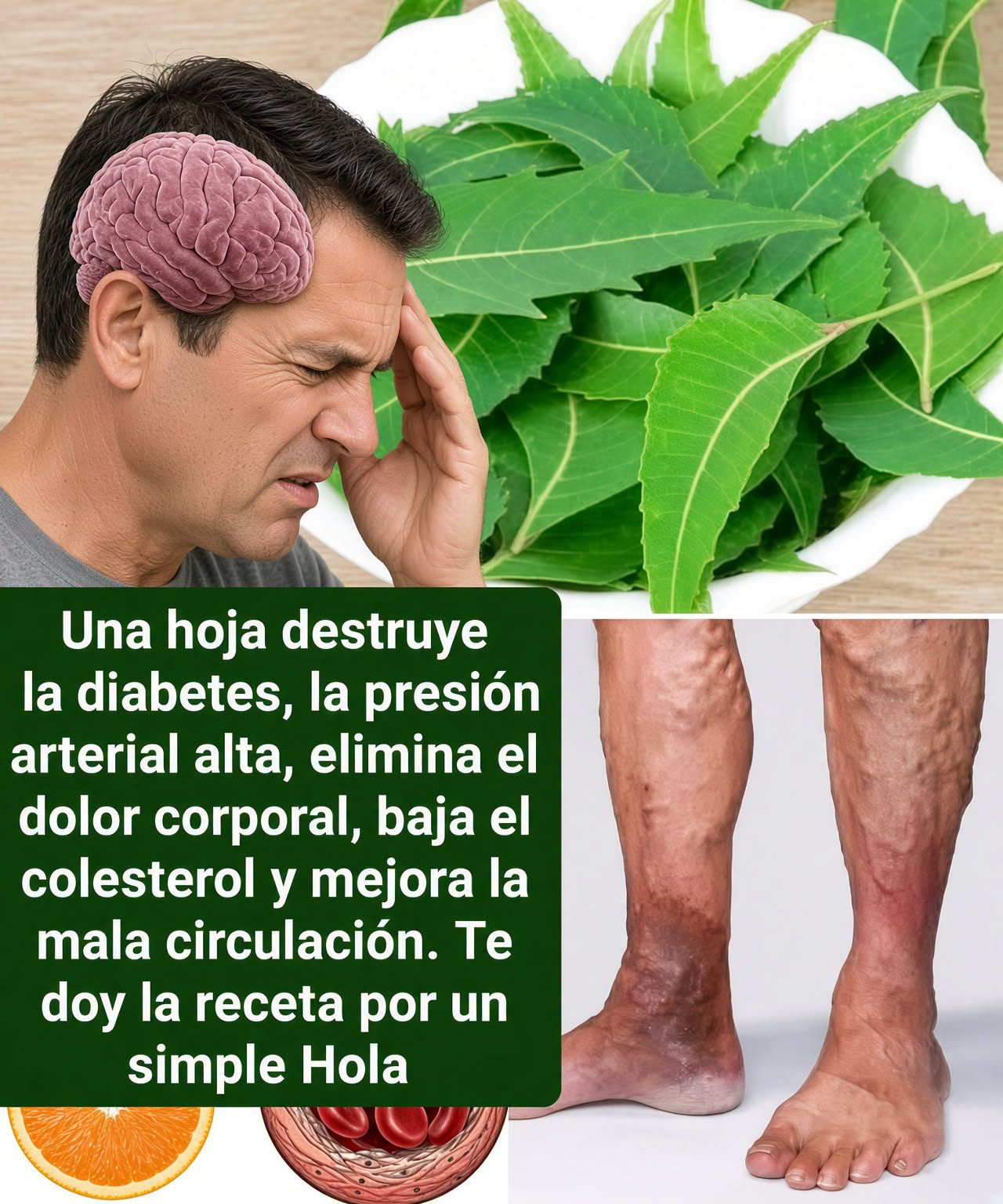 Hojas de Guayaba