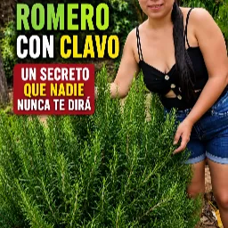 Té de romero