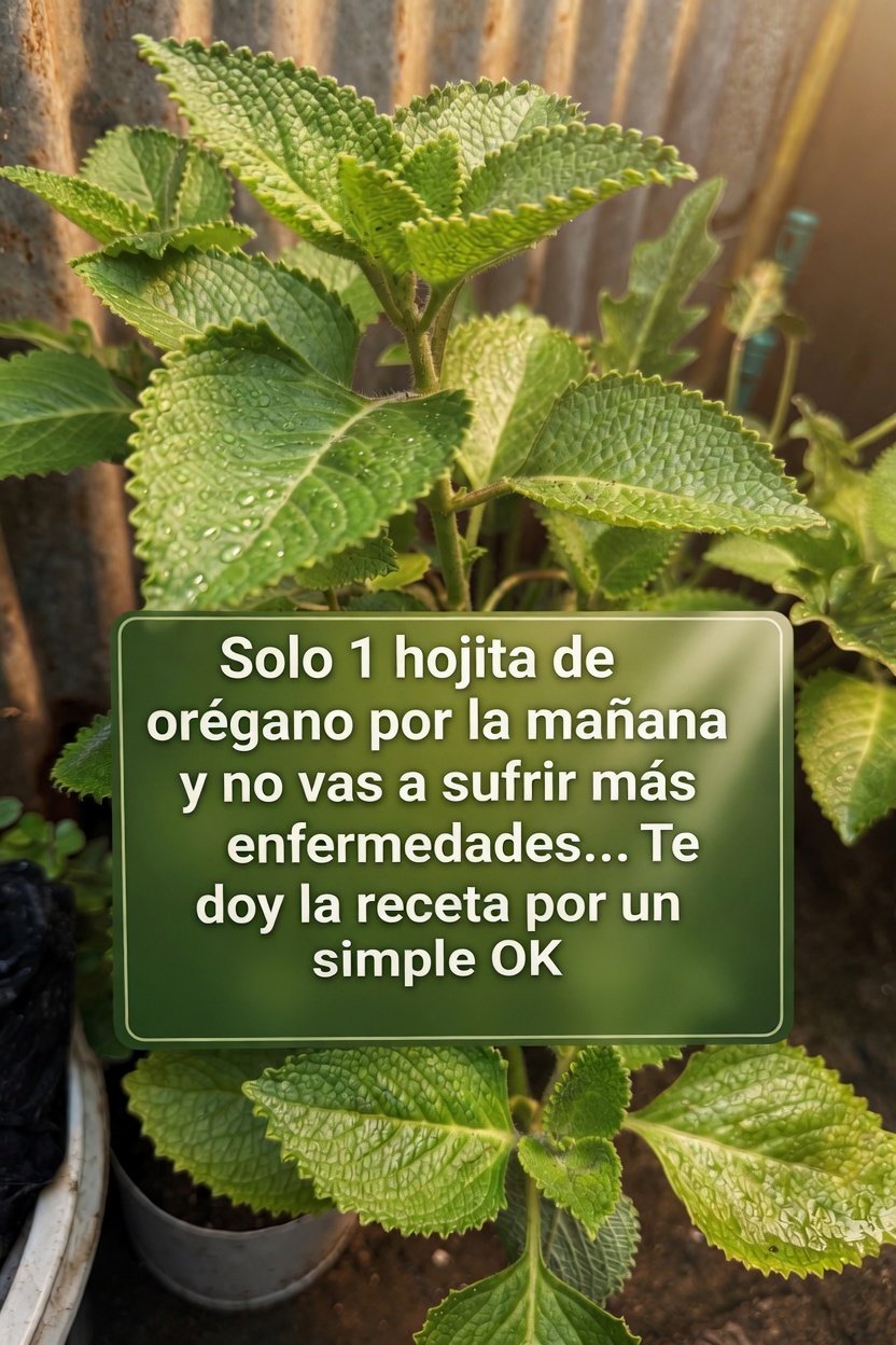 Hojas de orégano orejón