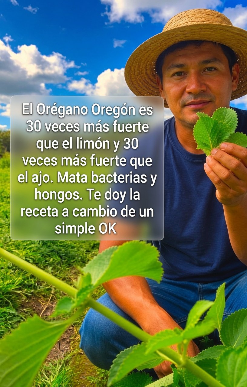 Orégano Oregón
