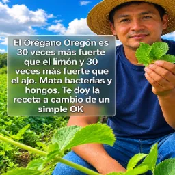 Orégano de Oregón