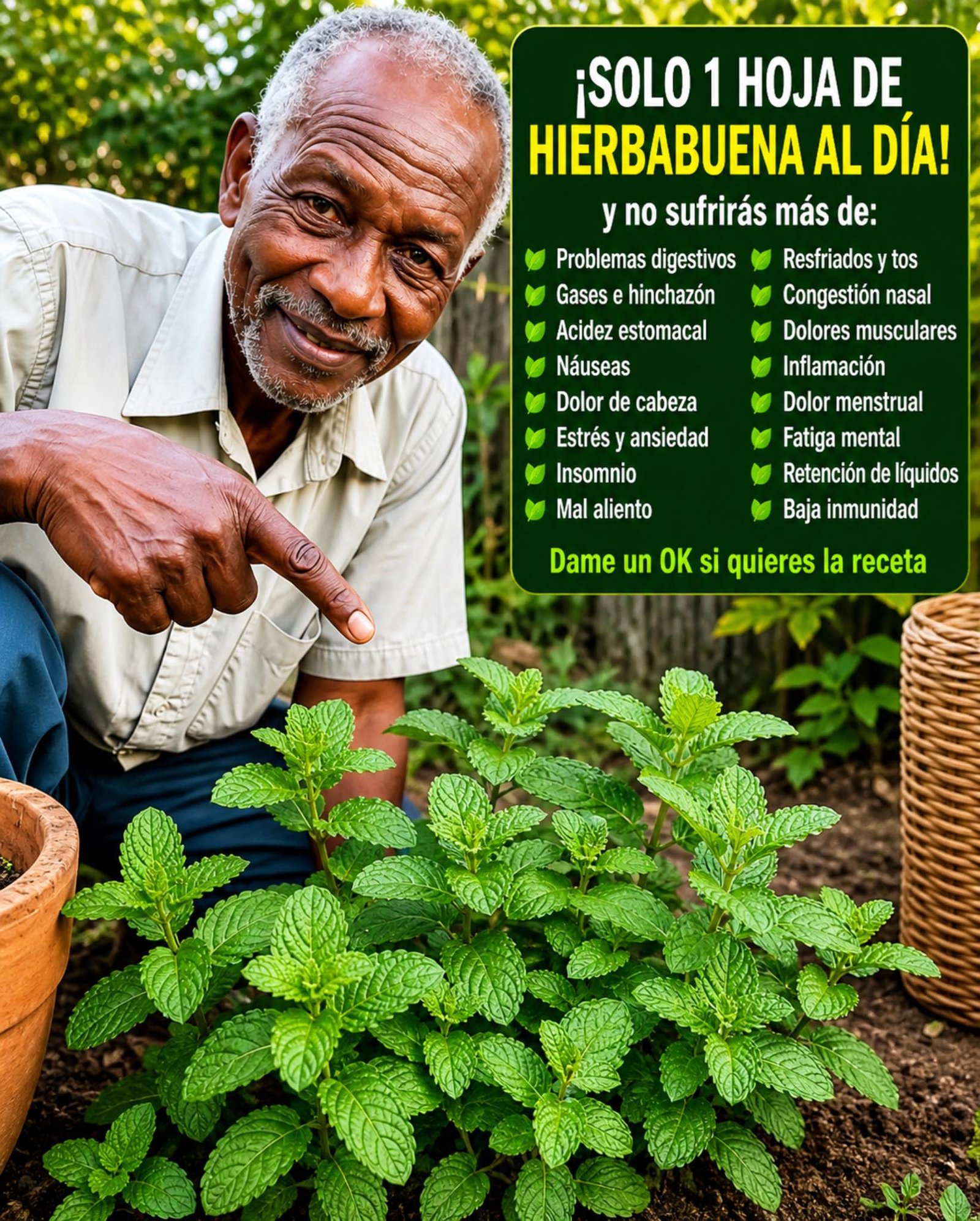 Planta de Hierbabuena