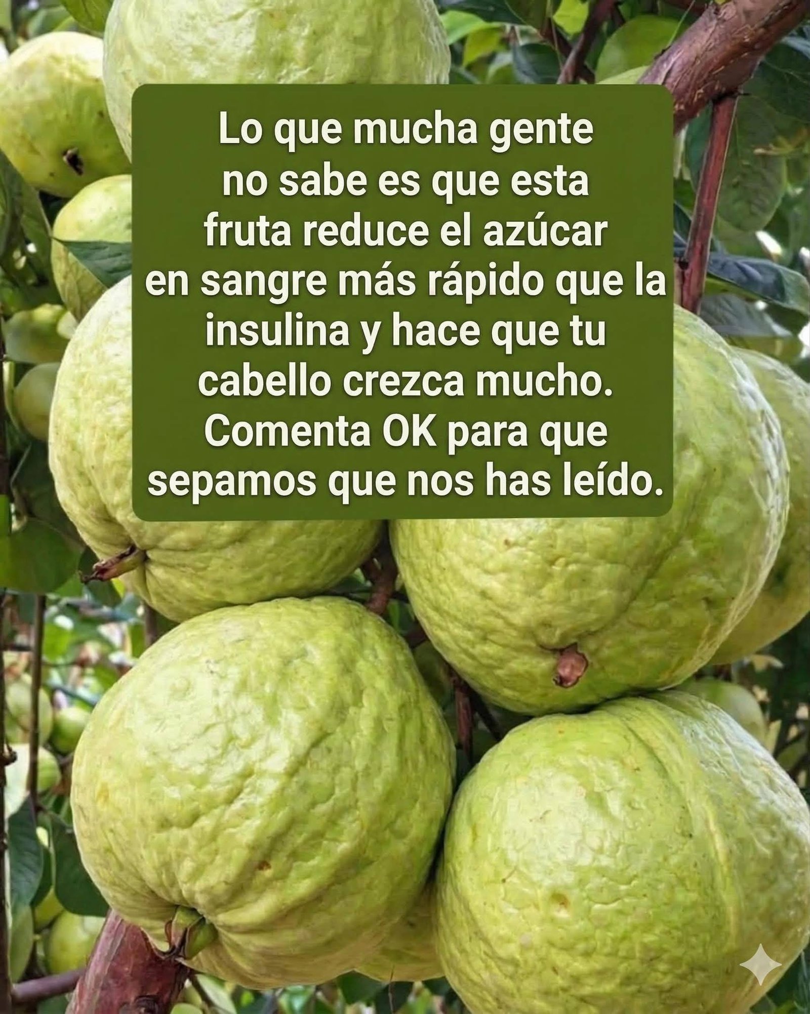 Planta de Guayaba