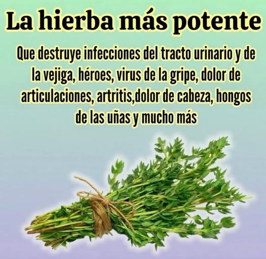 Tomillo Hierba Poderosa