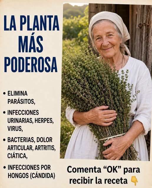 Hojas de plantas medicinales