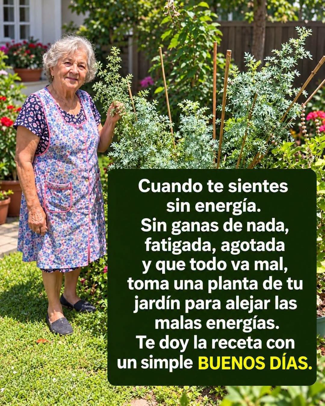 Planta de Ruda