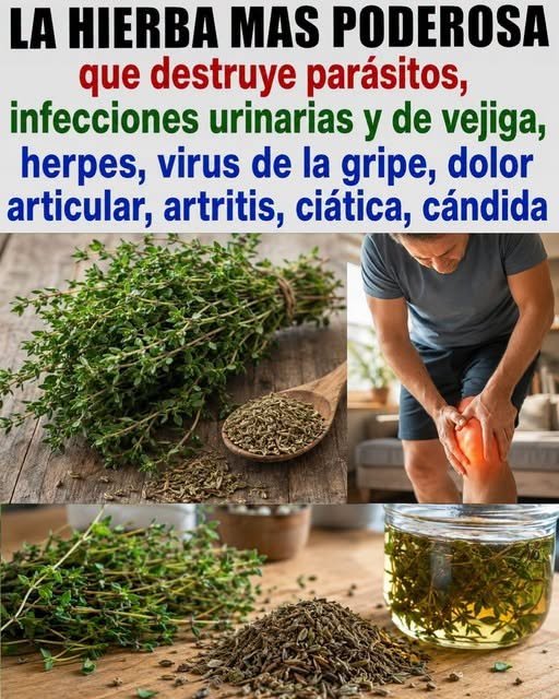 Hojas de Salvia